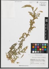 Foto von Salix pycnostachya Andersson